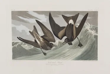 Birds of America」のイラスト