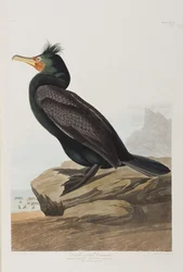 Birds of America」のイラスト