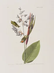 Birds of America」のイラスト