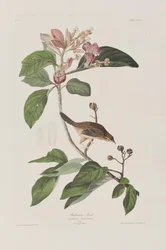 Birds of America」のイラスト