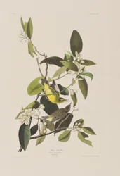 Birds of America」のイラスト