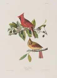 Birds of America」のイラスト