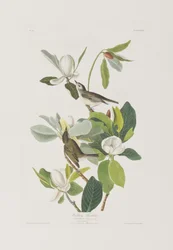 Birds of America」のイラスト
