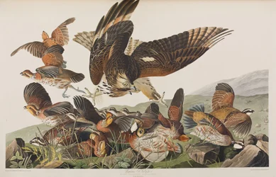 Birds of America」のイラスト
