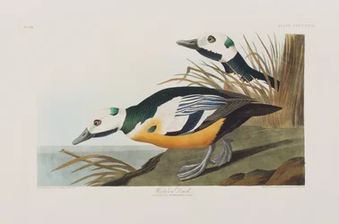 Birds of America」のイラスト