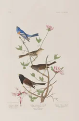 Birds of America」のイラスト