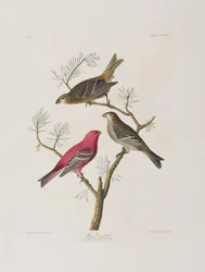 Birds of America」のイラスト