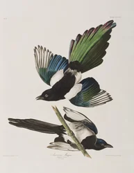 Birds of America」のイラスト