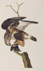 Birds of America」のイラスト