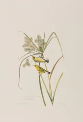 Birds of America」のイラスト