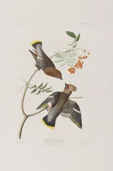 Birds of America」のイラスト
