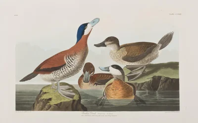 Birds of America」のイラスト