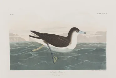 Birds of America」のイラスト