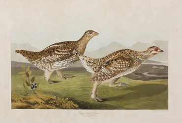 Birds of America」のイラスト