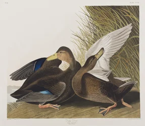 Birds of America」のイラスト