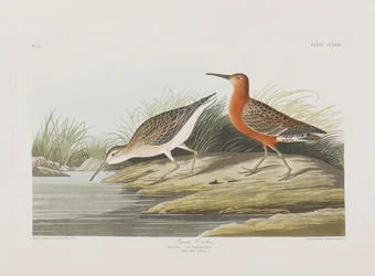 Birds of America」のイラスト