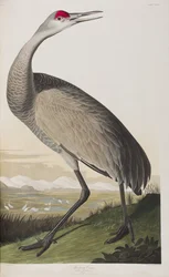 Birds of America」のイラスト