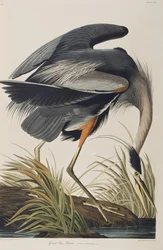 Birds of America」のイラスト