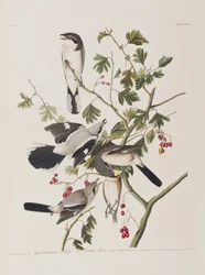 Birds of America」のイラスト