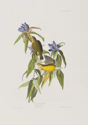 Birds of America」のイラスト