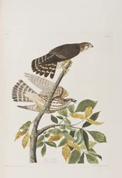 Birds of America」のイラスト