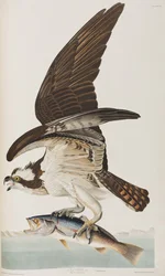 Birds of America」のイラスト