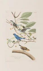 Birds of America」のイラスト