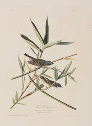 Birds of America」のイラスト