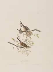 Birds of America」のイラスト