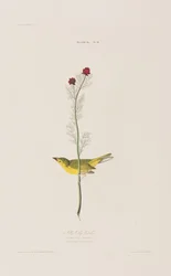 Birds of America」のイラスト