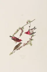Birds of America」のイラスト