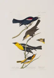 Birds of America」のイラスト