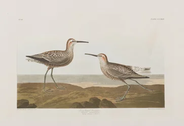 Birds of America」のイラスト