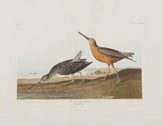 Birds of America」のイラスト