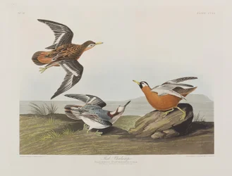 Birds of America」のイラスト
