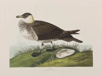 Birds of America」のイラスト
