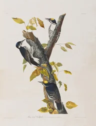 Birds of America」のイラスト
