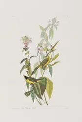 Birds of America」のイラスト