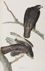 Birds of America」のイラスト