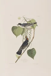 Birds of America」のイラスト