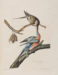 Birds of America」のイラスト
