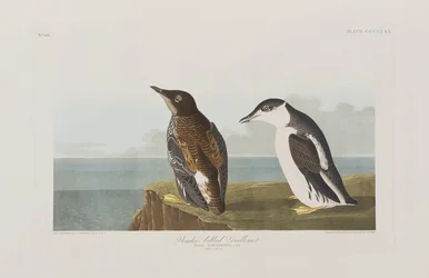 Birds of America」のイラスト
