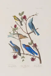 Birds of America」のイラスト