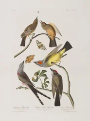 Birds of America」のイラスト