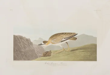 Birds of America」のイラスト