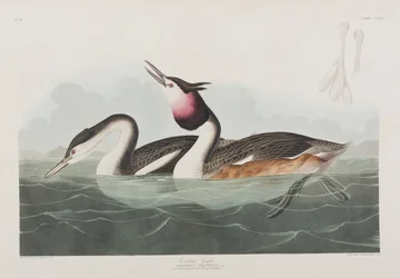Birds of America」のイラスト