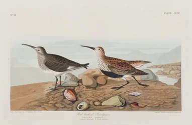 Birds of America」のイラスト