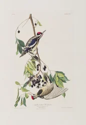 Birds of America」のイラスト