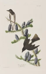 Birds of America」のイラスト