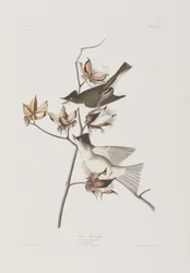 Birds of America」のイラスト